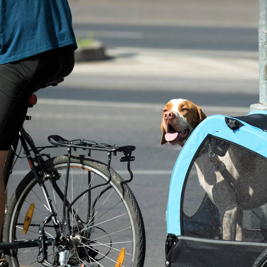 Hund mit dem E-Bike mitnehmen: Was Sie bei einem Anhänger beachten sollten  - EFAHRER.com